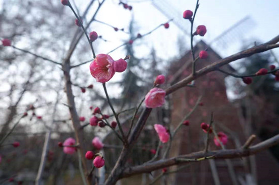 雨水降,万物苏(图1) 雨水降,万物苏(图1)
