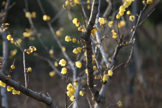 雨水降,万物苏(图2) 雨水降,万物苏(图2)
