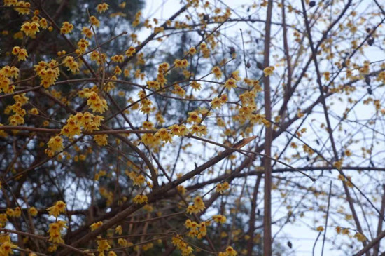 雨水降,万物苏(图3) 雨水降,万物苏(图3)