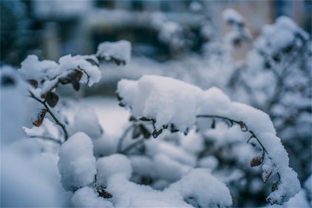 瑞雪迎小年(图2) 瑞雪迎小年(图2)